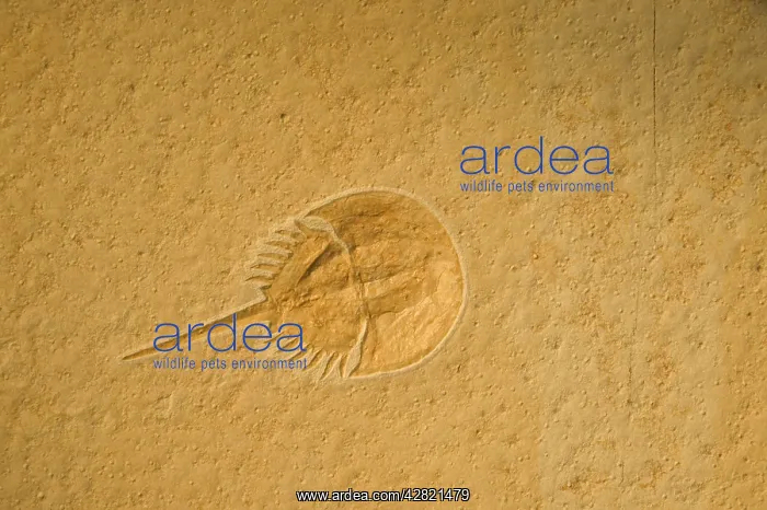 : Fossil - Horseshoe Crab. Limulus. Jurassic : Fossil - Horseshoe Crab. Limulus. Jurassic