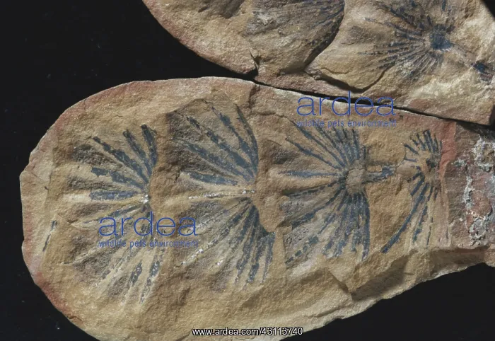  : Fossil Horsetail Leaves