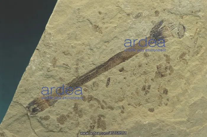 : Fossil Horsetail Plant : Fossil Horsetail Plant