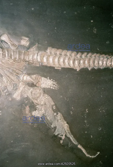 : Fossil of ICHTHYOSAUR - giving birth : Fossil of ICHTHYOSAUR - giving birth