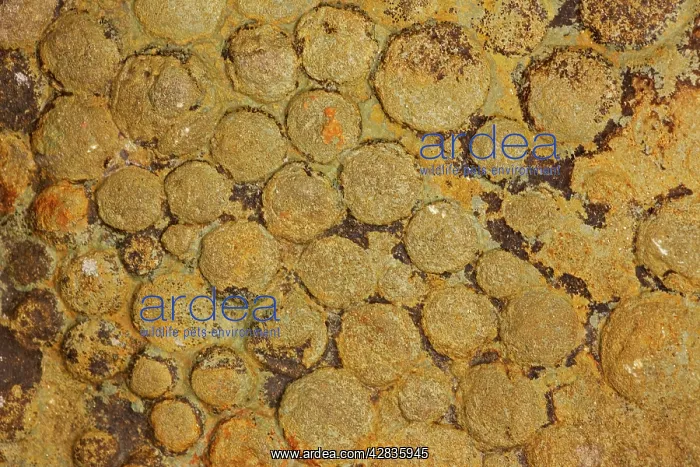 : Fossil Jellyfish - Nemiana simplex : Fossil Jellyfish - Nemiana simplex