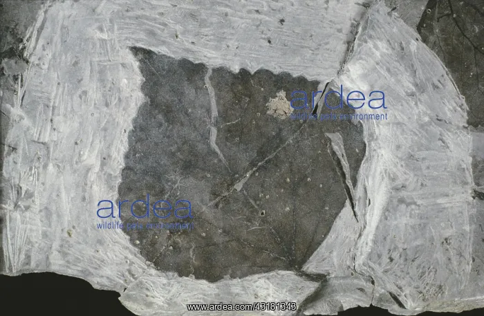 : Fossil Katsura Leaf : Fossil Katsura Leaf
