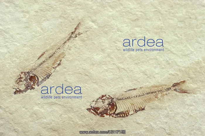 : Fossil Knightia Fish : Fossil Knightia Fish