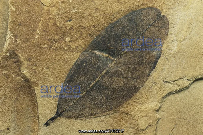 : Fossil Leaf : Fossil Leaf