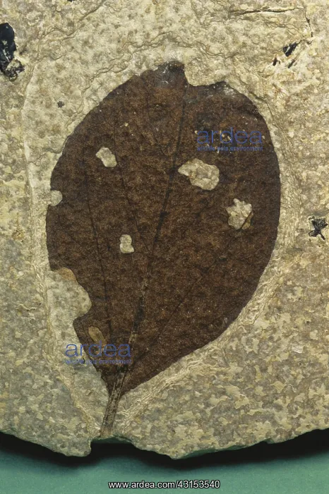 : Fossil Leaf : Fossil Leaf