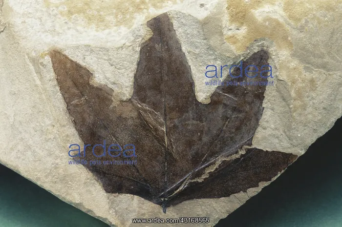 : Fossil Leaf : Fossil Leaf