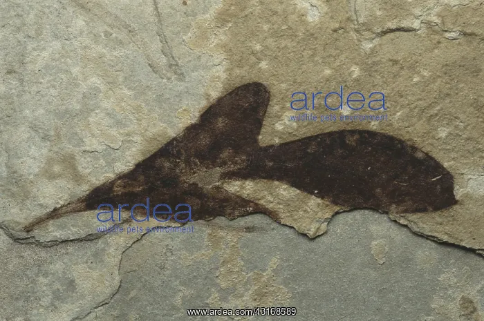 : Fossil Leaf : Fossil Leaf