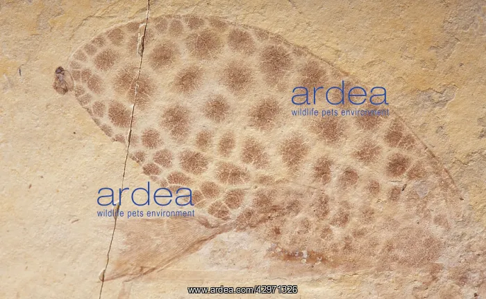 : Fossil leaf-mimicking Katydid : Fossil leaf-mimicking Katydid