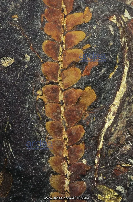 : Fossil Leaf (Otozamites sp.) : Fossil Leaf (Otozamites sp.)