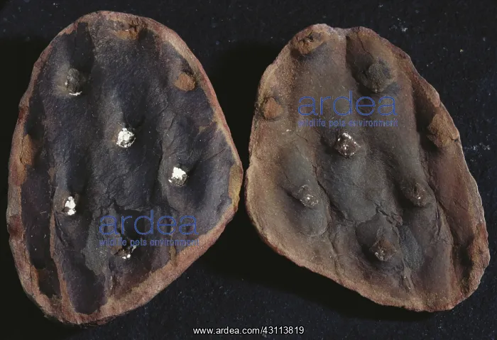 : Fossil Leaf Scars : Fossil Leaf Scars