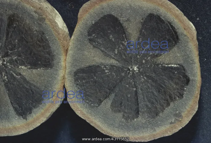 : Fossil Leaf Whorl : Fossil Leaf Whorl