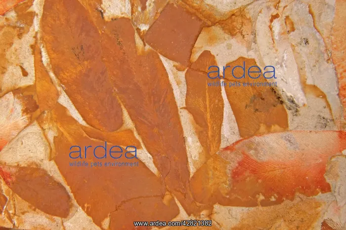 : Fossil - Leaves, Permian : Fossil - Leaves, Permian
