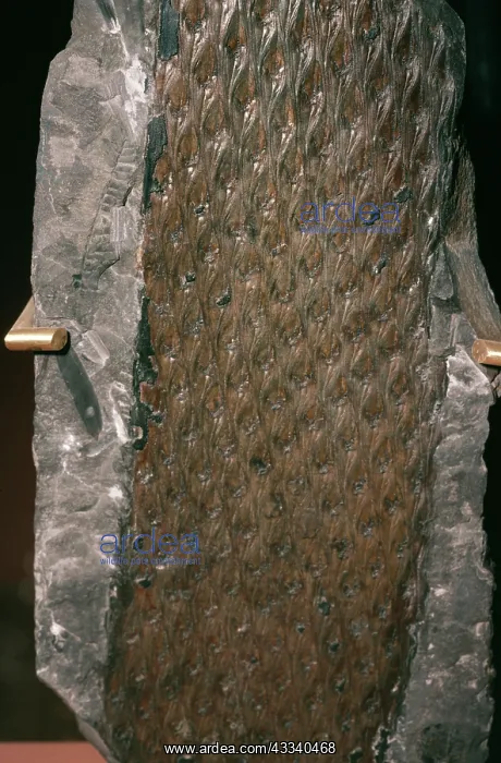 : FOSSIL - Lepidodendron Tree trunk : FOSSIL - Lepidodendron Tree trunk