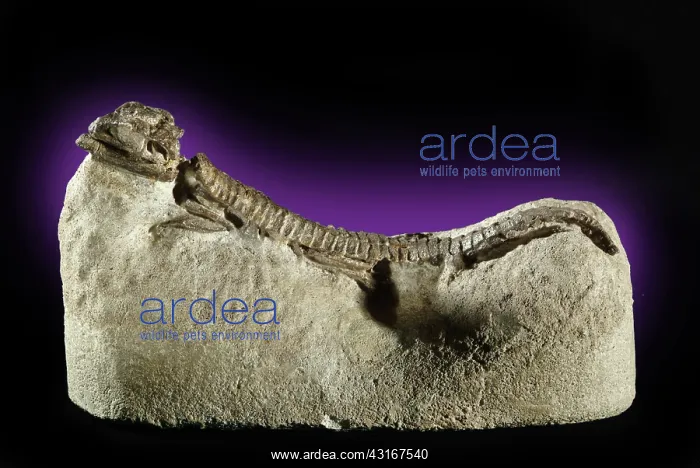 : Fossil Lizard : Fossil Lizard