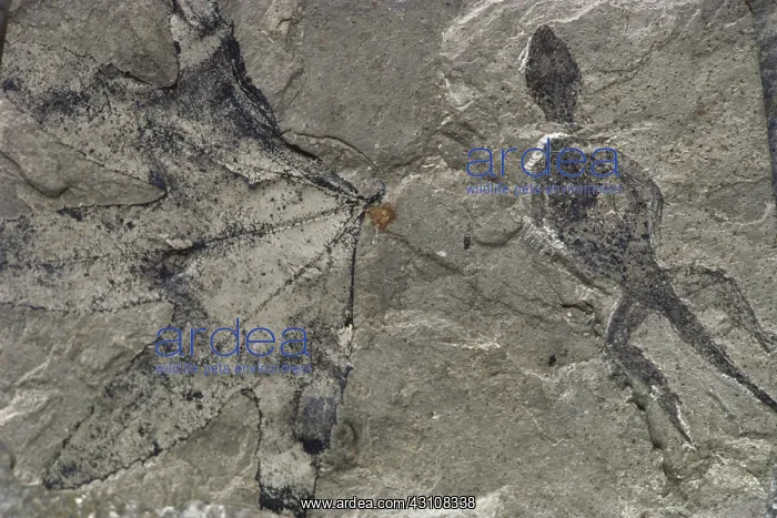 : Fossil Lizard and Leaf : Fossil Lizard and Leaf