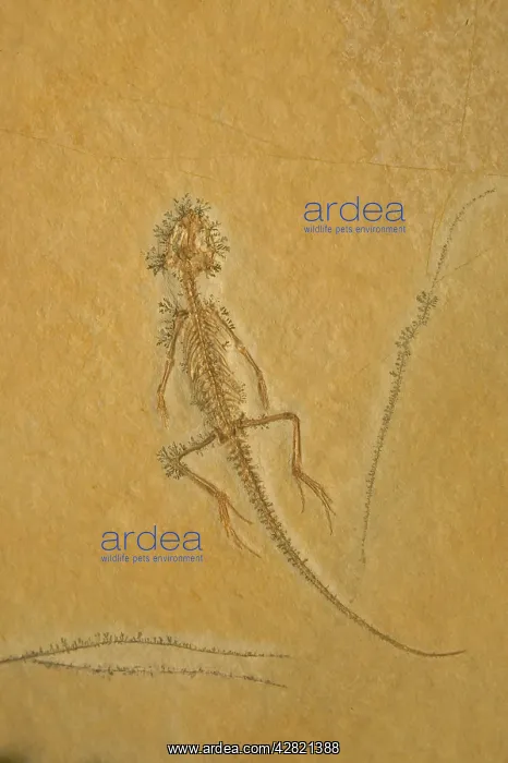 : Fossil - Lizard - Species unknown. Jurassic : Fossil - Lizard - Species unknown. Jurassic
