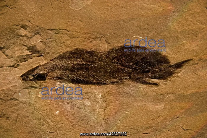 : Fossil Lungfish - Dipnoi : Fossil Lungfish - Dipnoi