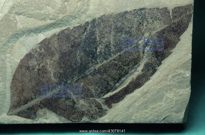 : Fossil Magnolia Leaf : Fossil Magnolia Leaf