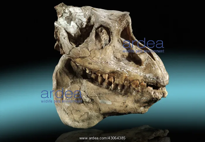: Fossil Mammal Skull : Fossil Mammal Skull