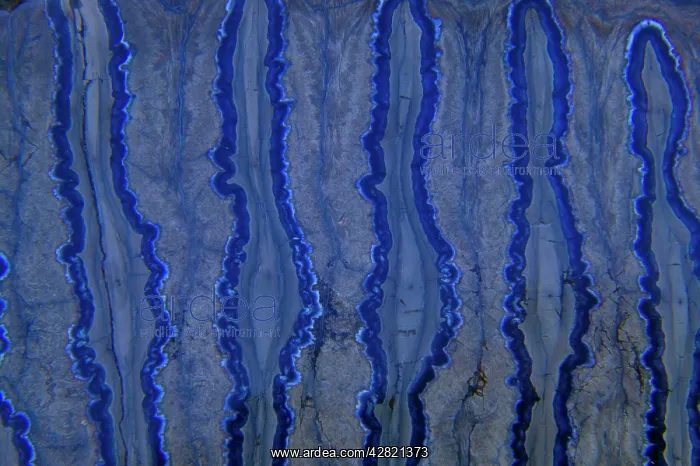 : Fossil - Mammoth Tooth - cross-section. Pleistocene : Fossil - Mammoth Tooth - cross-section. Pleistocene