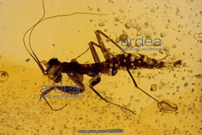 : Fossil Mantis in Amber - Dominican Republlic : Fossil Mantis in Amber - Dominican Republlic