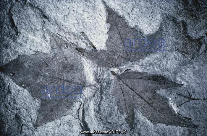 : Fossil Maple Leaf : Fossil Maple Leaf