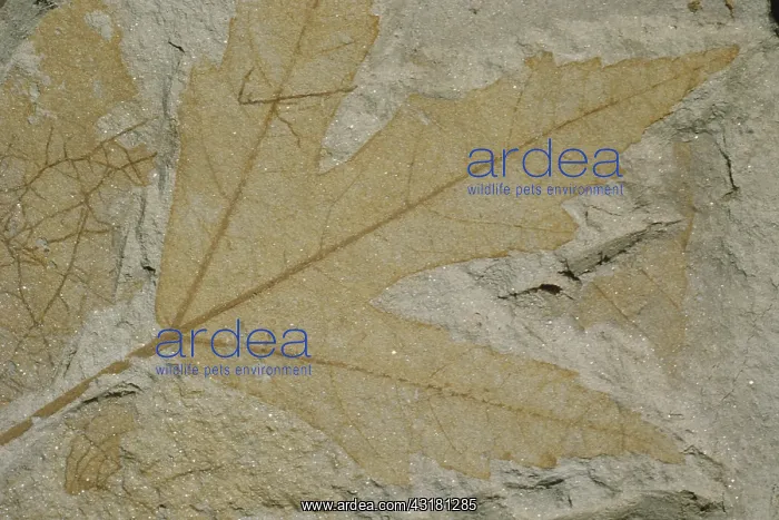 : Fossil Maple Leaf : Fossil Maple Leaf