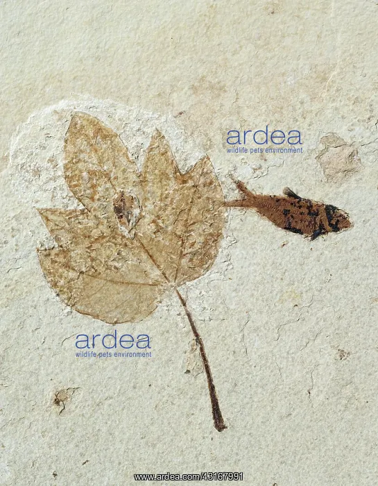 : Fossil Maple Leaf with Knightia Fish : Fossil Maple Leaf with Knightia Fish