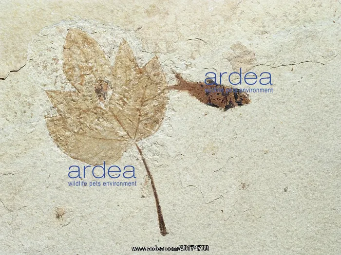 : Fossil Maple Leaf with Knightia Fish : Fossil Maple Leaf with Knightia Fish