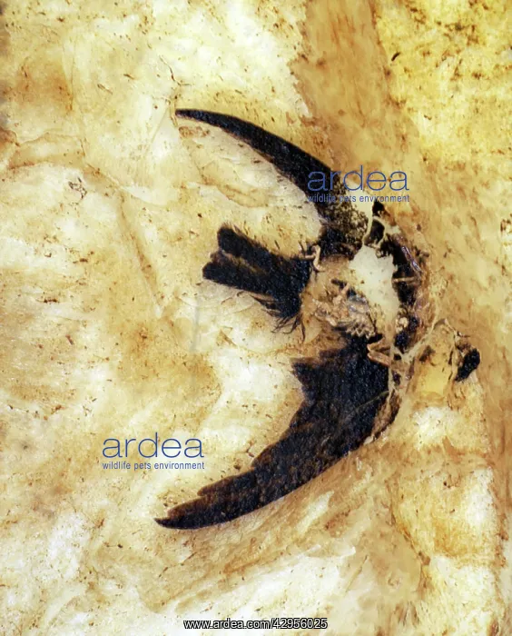 : Fossil Martin from the Messel lake deposit : Fossil Martin from the Messel lake deposit