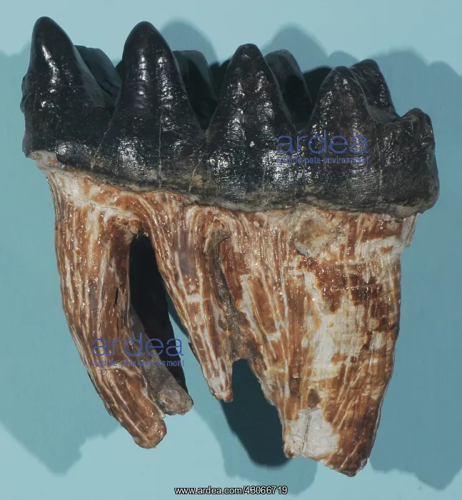 : Fossil Mastodon Tooth : Fossil Mastodon Tooth