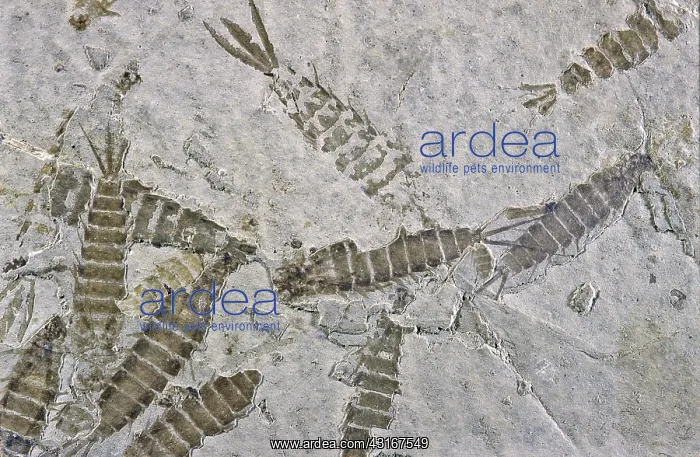 : Fossil Mayfly Larvae : Fossil Mayfly Larvae