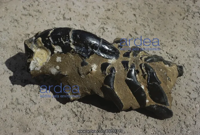 : Fossil Mud Lobster : Fossil Mud Lobster