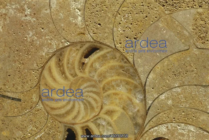 : Fossil Nautiloid : Fossil Nautiloid
