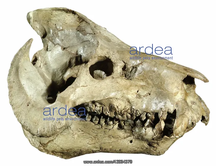 : Fossil Oreodont Skull : Fossil Oreodont Skull