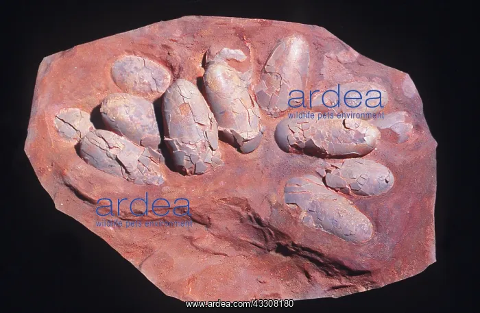 : FOSSIL - Oviraptorid eggs in nest : FOSSIL - Oviraptorid eggs in nest
