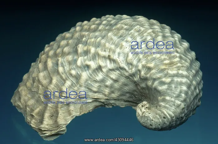 : Fossil Oyster : Fossil Oyster