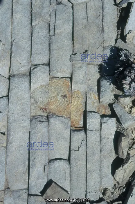 : Fossil Oyster in Limestone : Fossil Oyster in Limestone