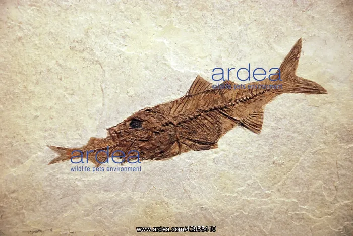 : Fossil perch Mioplosus eating a herring Knightia : Fossil perch Mioplosus eating a herring Knightia