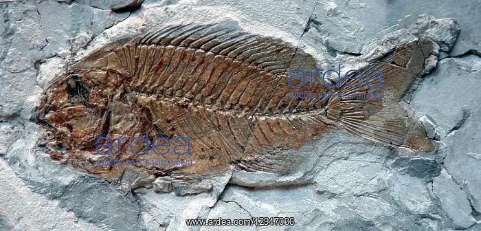  : Fossil percoid fish, Eocene, Italy