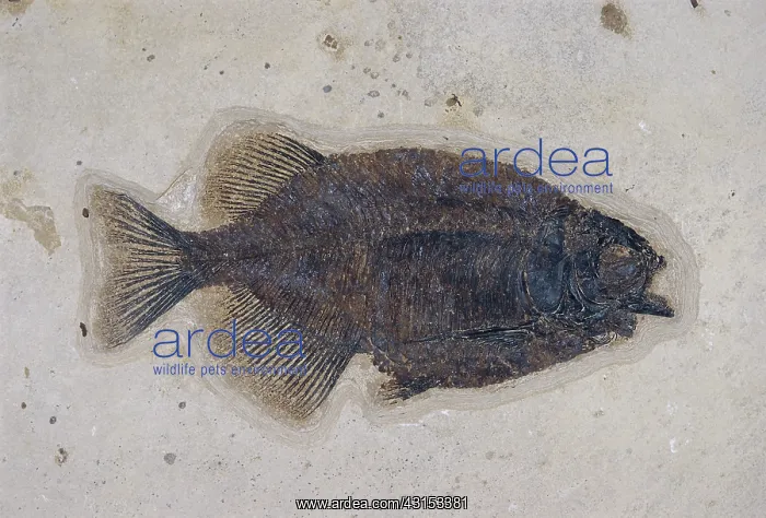 : Fossil Phareodus Fish : Fossil Phareodus Fish