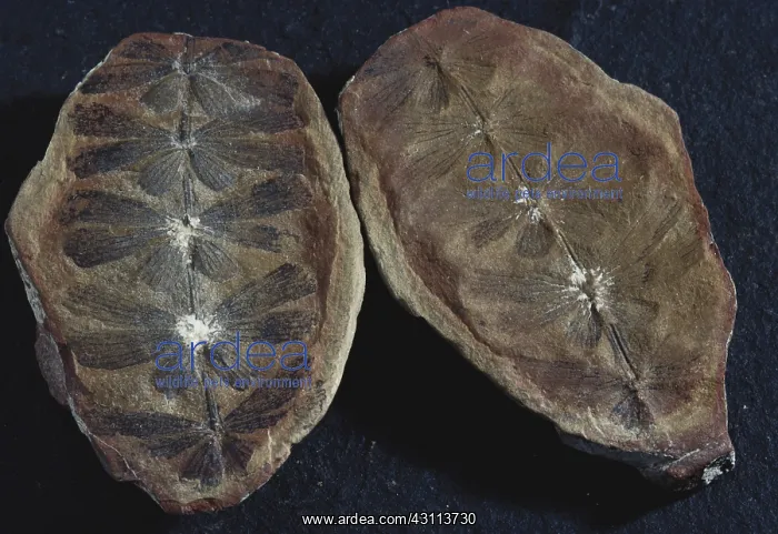 : Fossil Plant Leaves : Fossil Plant Leaves