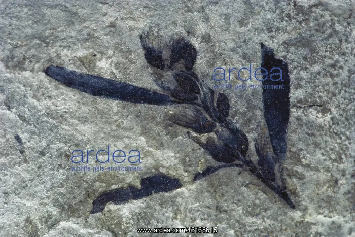 : Fossil Plant with Seeds : Fossil Plant with Seeds