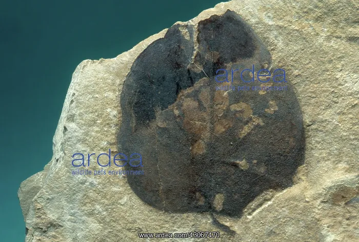 : Fossil Poplar Leaf : Fossil Poplar Leaf