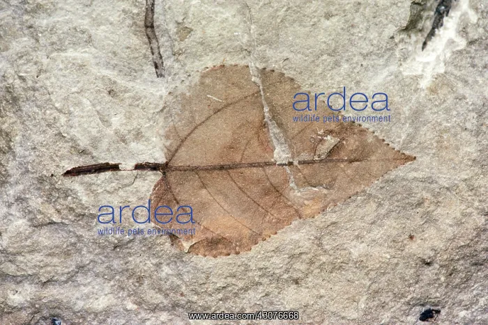 : Fossil poplar leaf : Fossil poplar leaf