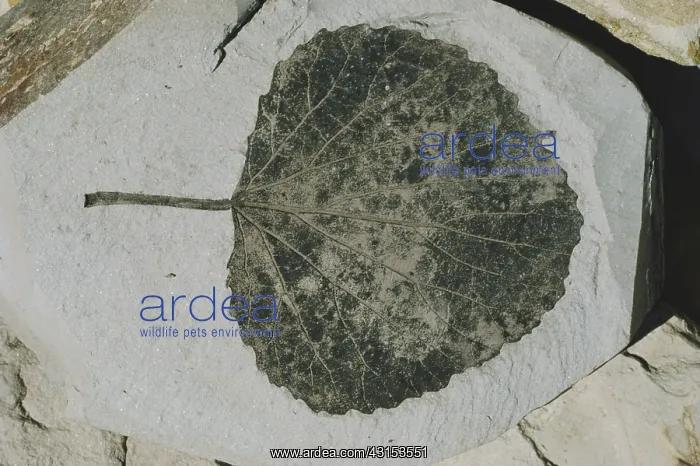 : Fossil Poplar Leaf : Fossil Poplar Leaf