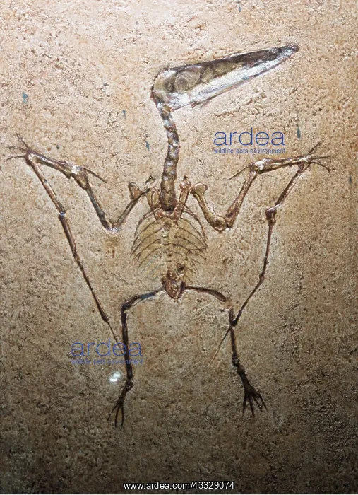  : FOSSIL - Pterodactylus spectabilis