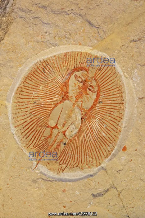 : Fossil Ray - Cretaceous : Fossil Ray - Cretaceous