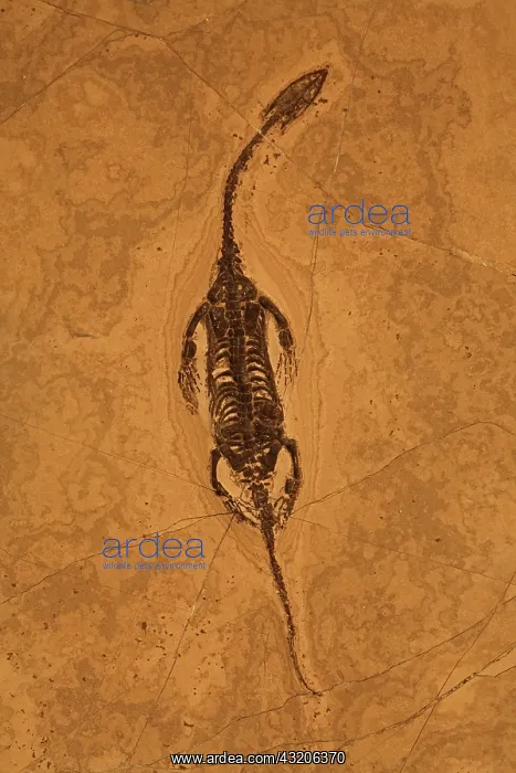 : Fossil Reptile - Keichousaurus hui - Triassic - : Fossil Reptile - Keichousaurus hui - Triassic -