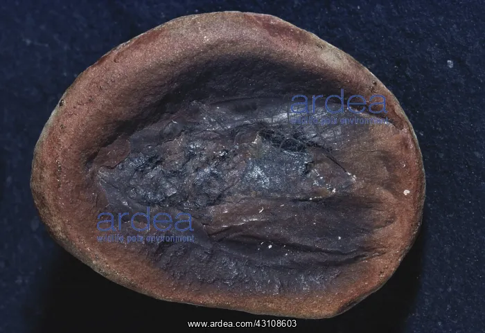: Fossil Roach : Fossil Roach